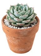 鉢植え