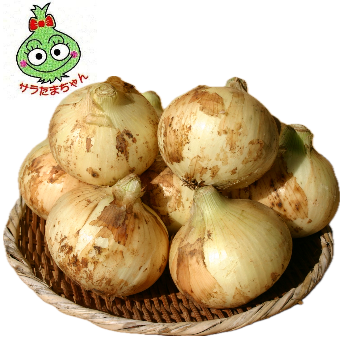 熊本県産　サラたまちゃん