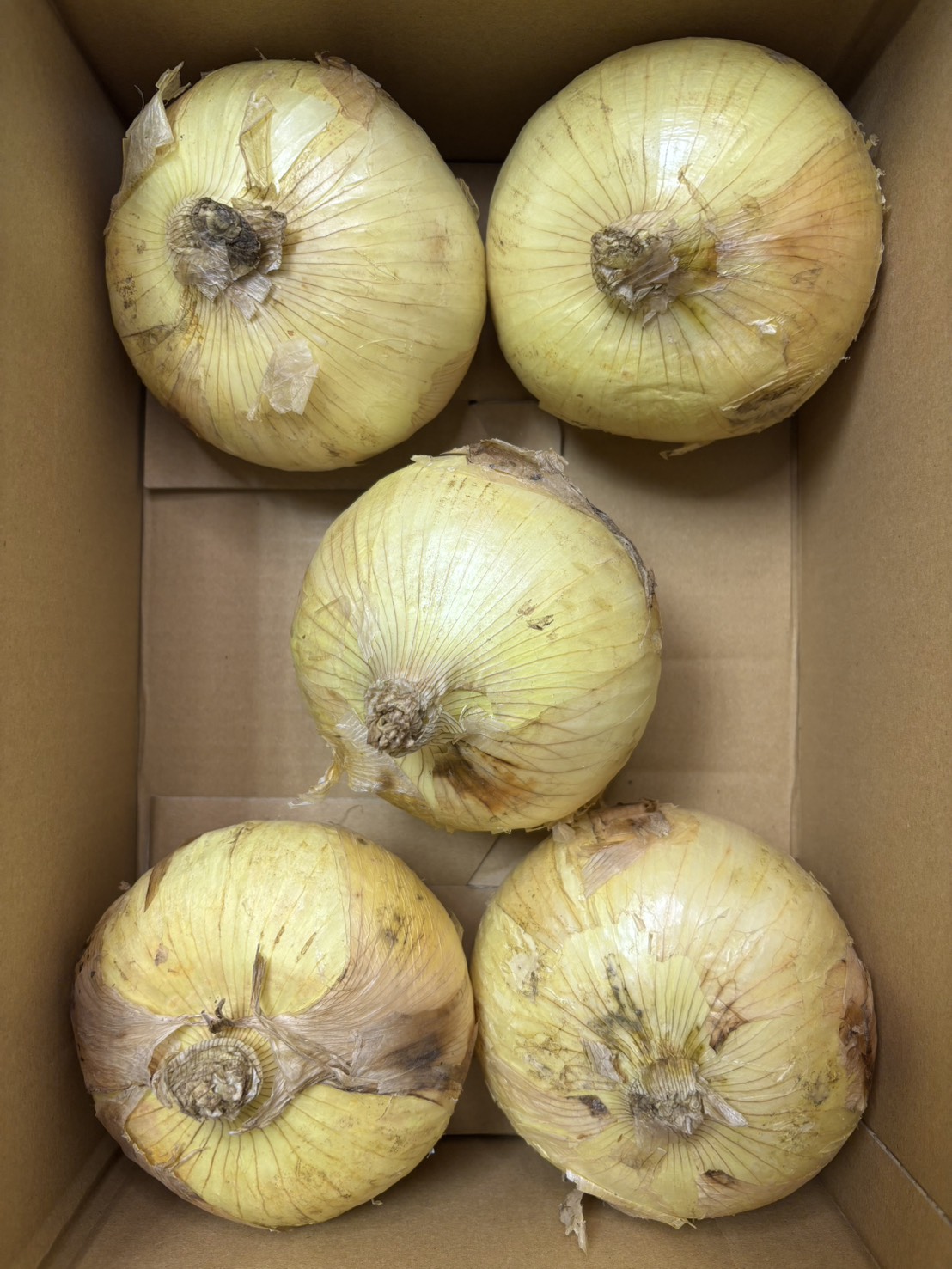 熊本県産　サラたまちゃん