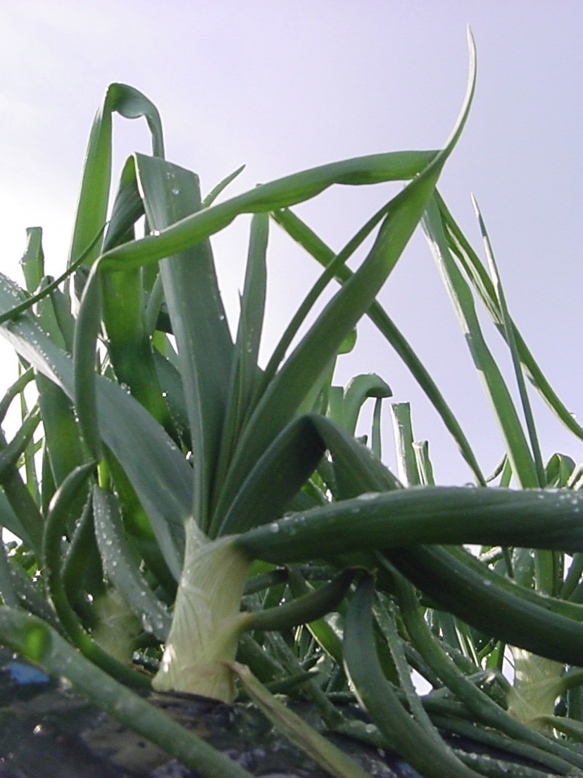 熊本県産　サラたまちゃん
