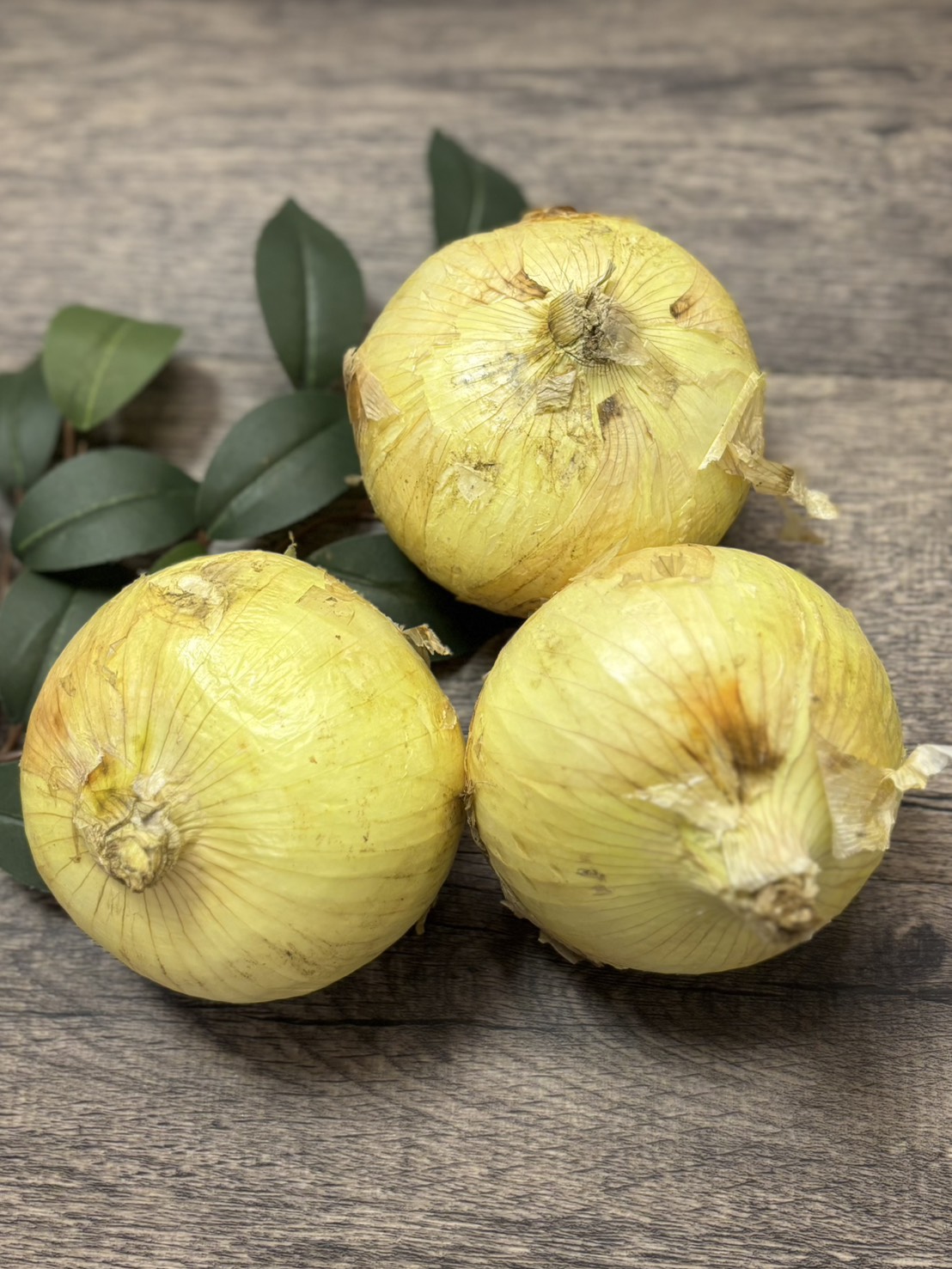 熊本県産　サラたまちゃん