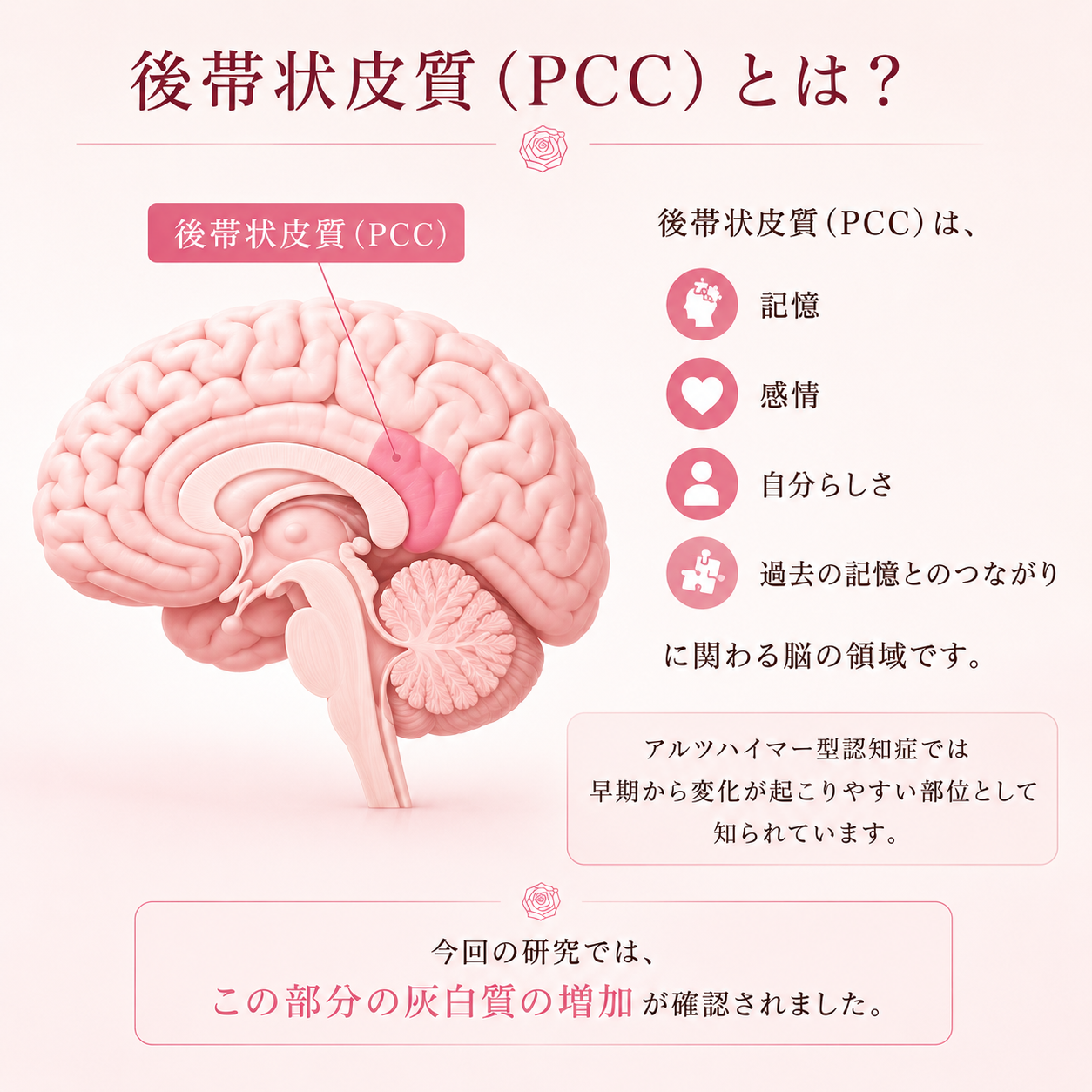 後帯状皮質PCC