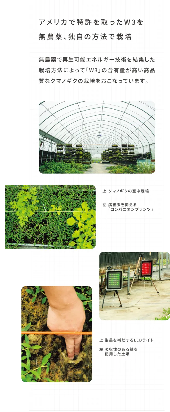 アメリカで特許を取ったW3を無農薬、独自の方法で栽培