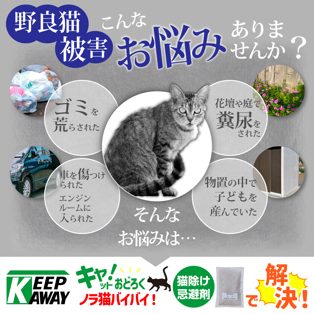 キャットおどろく　ノラ猫バイバイ！