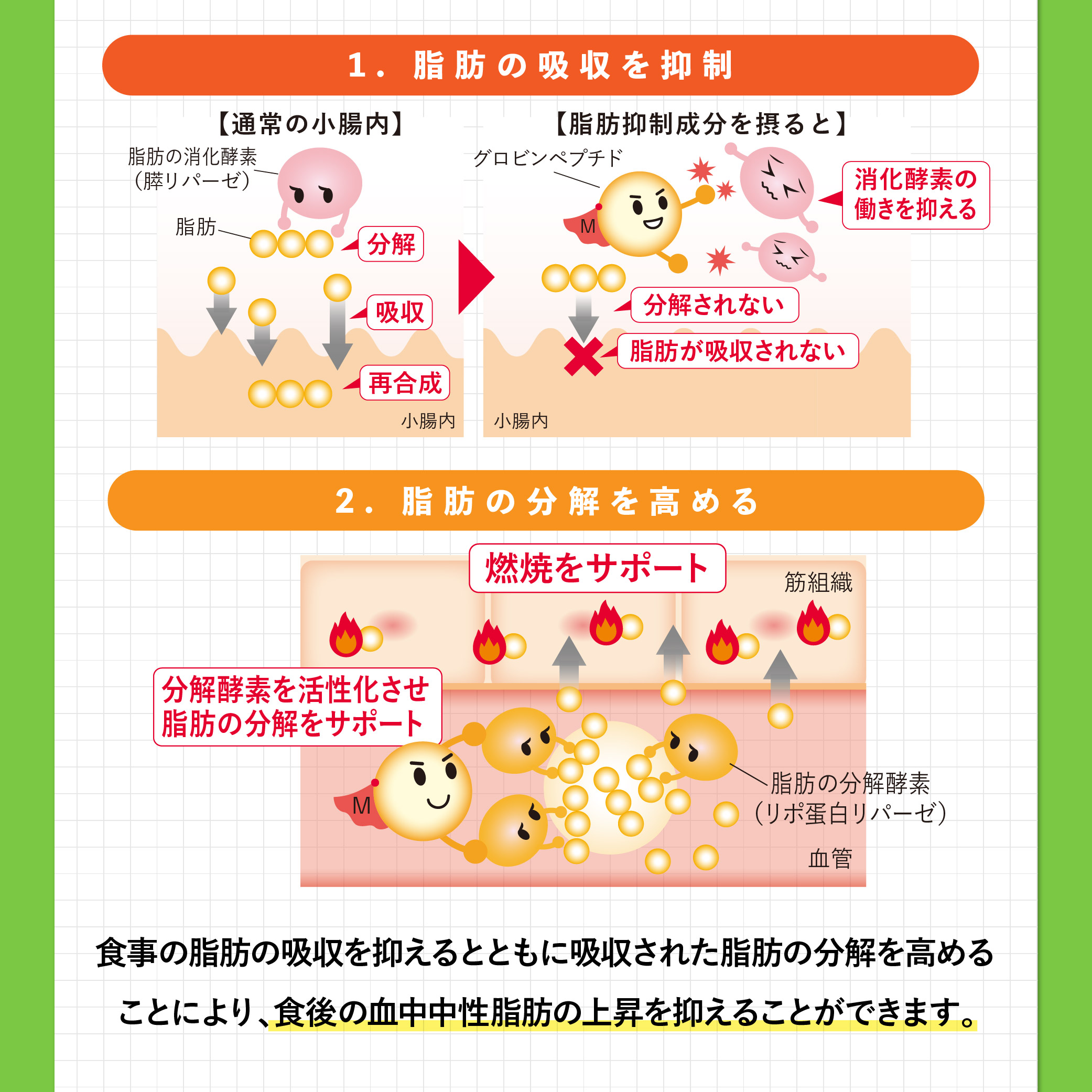 [機能性表示食品]脂肪注意報【定期お届けプラン】