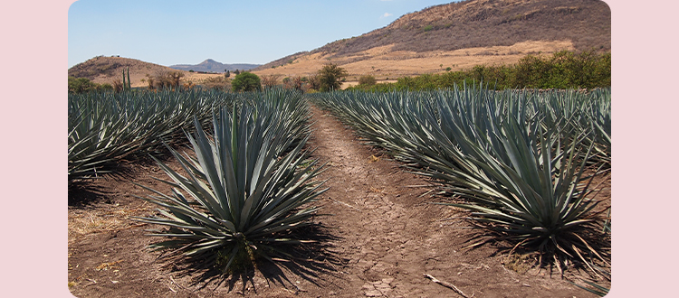 有機アガベシュガー