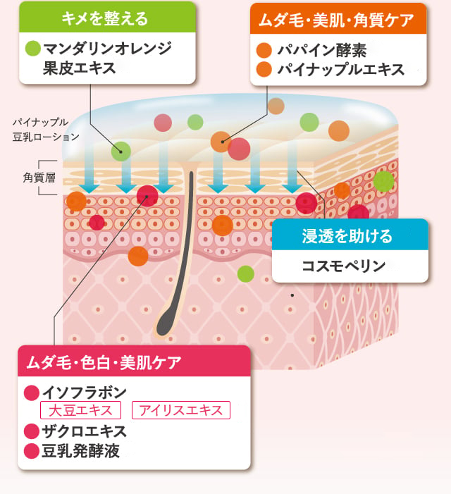 キメを整える ムダ毛・美肌・角質ケア ムダ毛・色白・美肌ケア 浸透を助ける