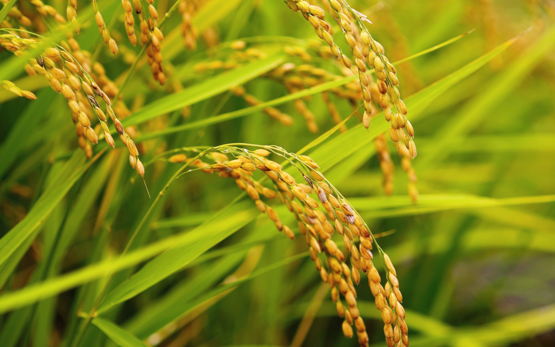 ササニシキを食事に取り入れる際の2つの注意点