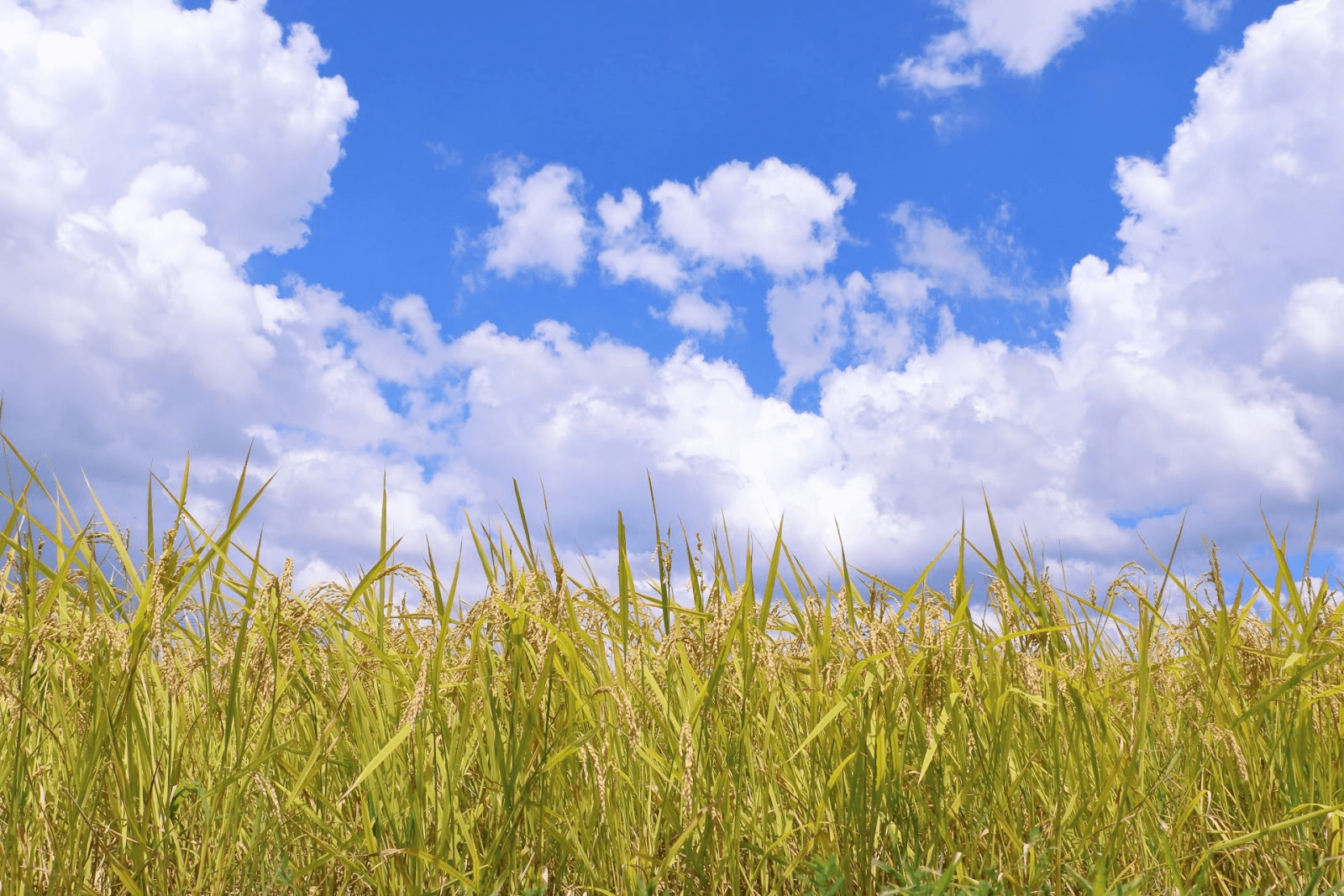 安い玄米を購入する5つの方法とは