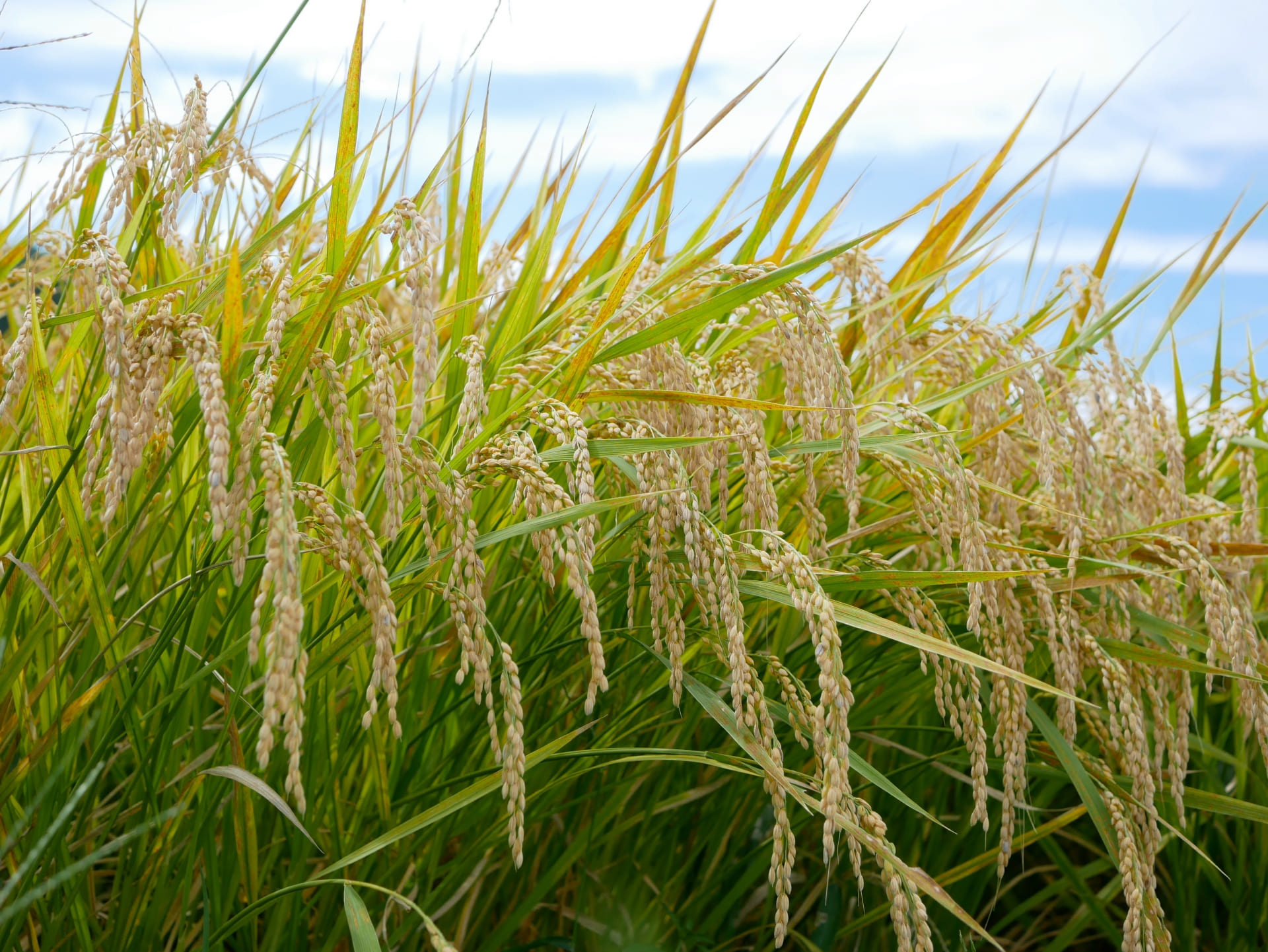 栽培方法や信頼性で選ぶ