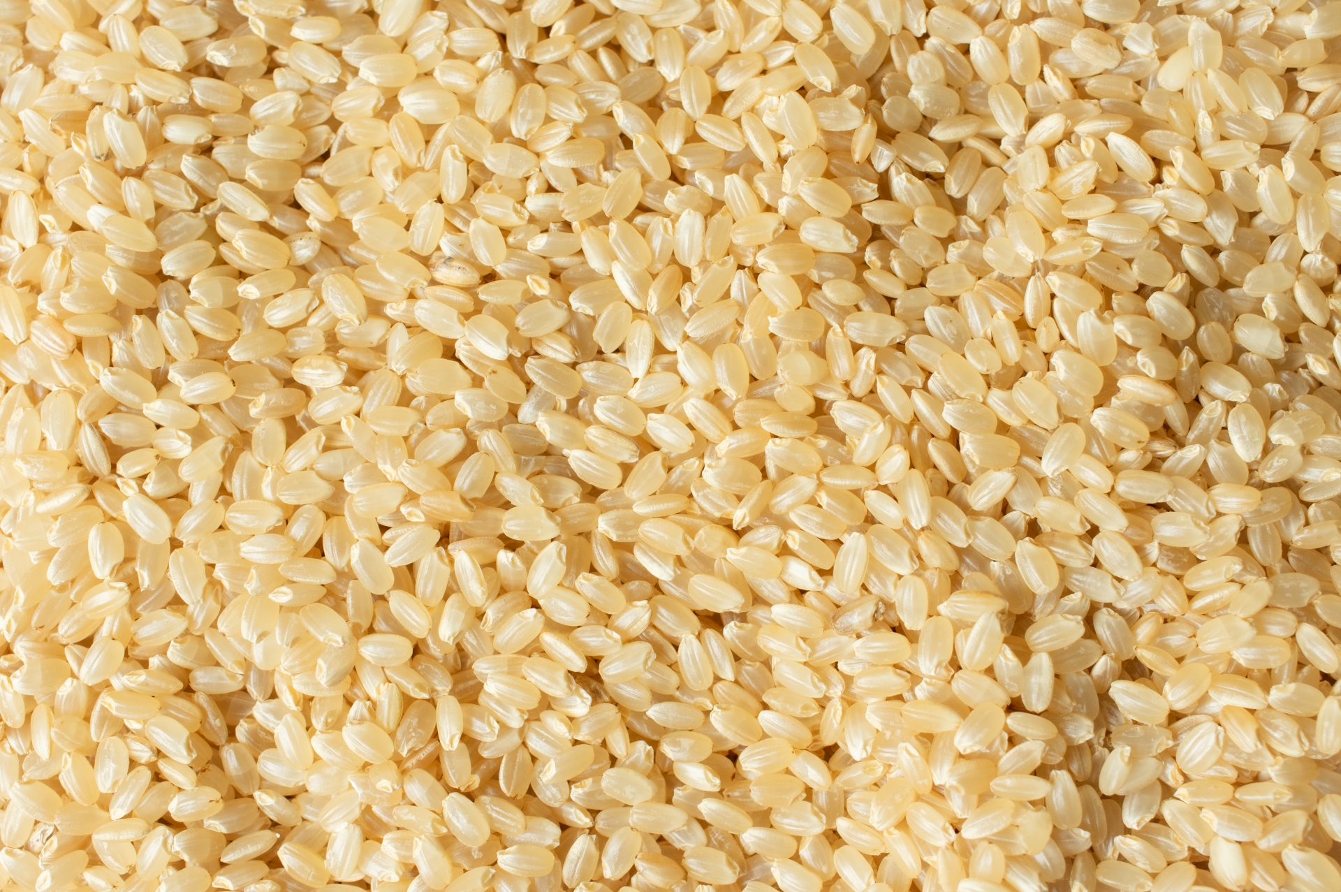 玄米の代表的な品種とは