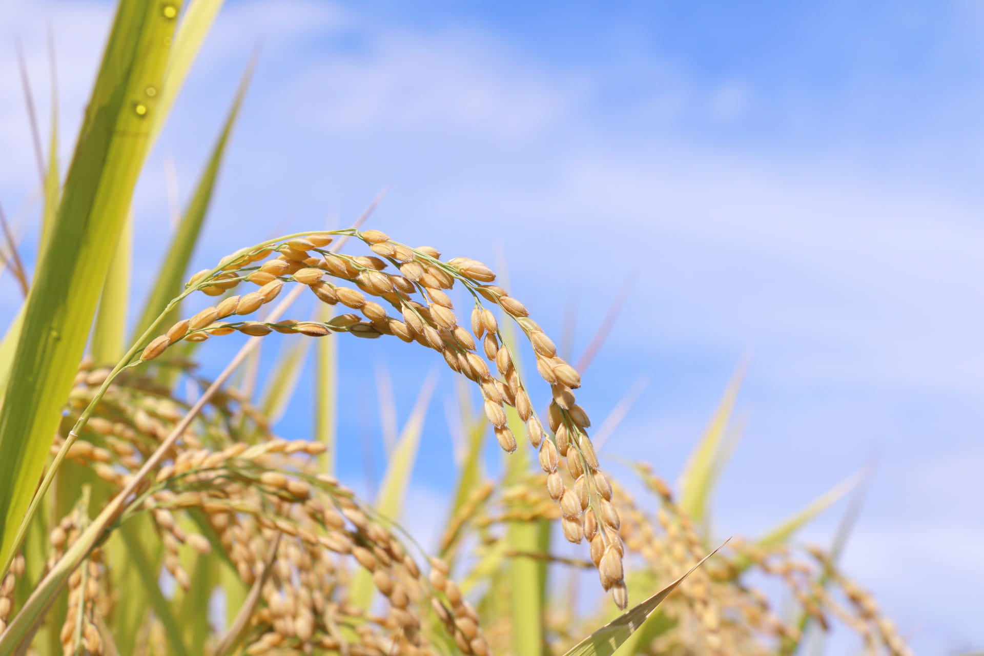 玄米はそのまま食べれる？洗米が必要ない玄米や食べる際の4つのポイントを解説