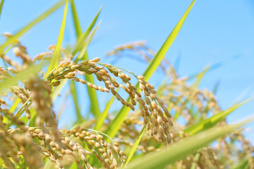 玄米に毒があると言われる4つの理由