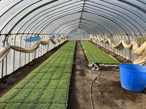 ひとめぼれとは？