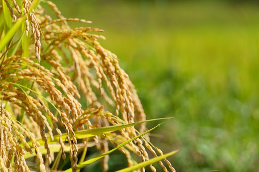 ひとめぼれの味と品質の評価：特A評価の理由とは