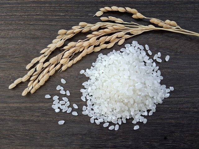 コシヒカリの特徴イメージ