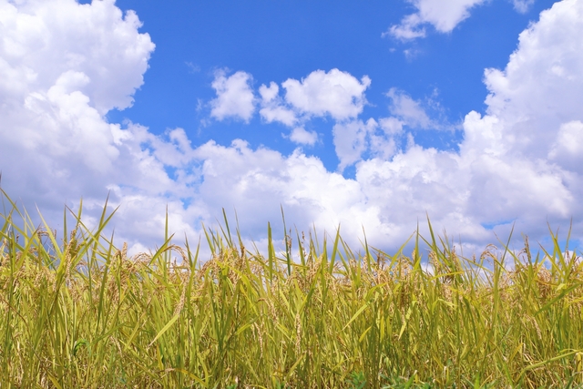 サステナブルフードのイメージ