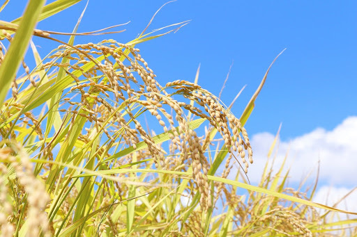 玄米の主な5つの種類