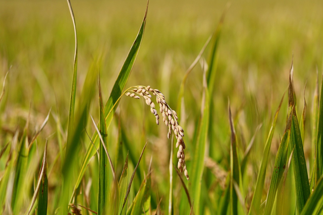玄米農薬のイメージ
