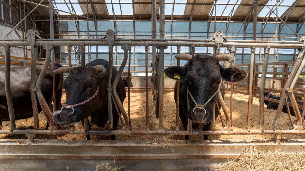 牛が写っている風景や堆肥の写真