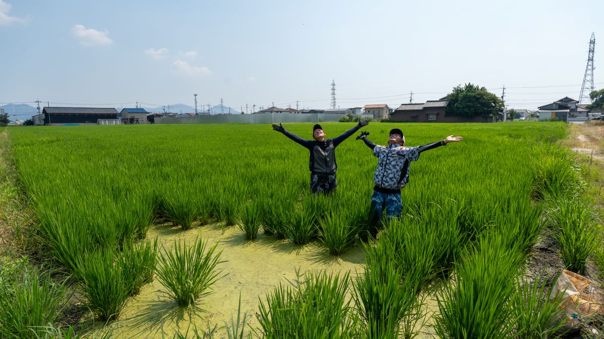 田植えを終えたばかりの水田