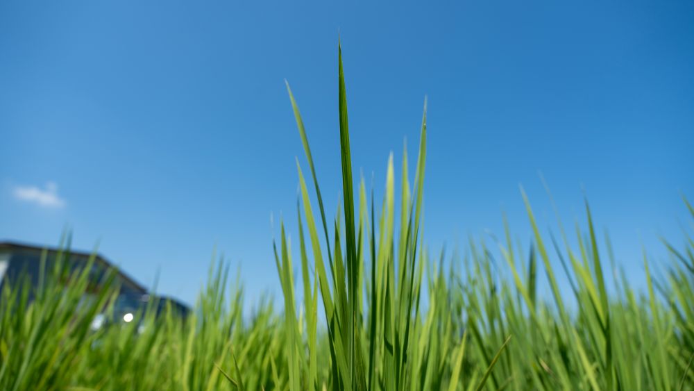 稲穂のアップ写真