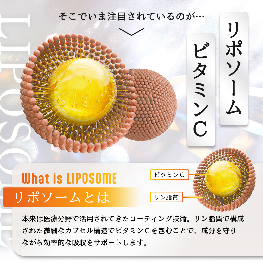Lipora-C (30本入) 個数: 1箱（30本入り）