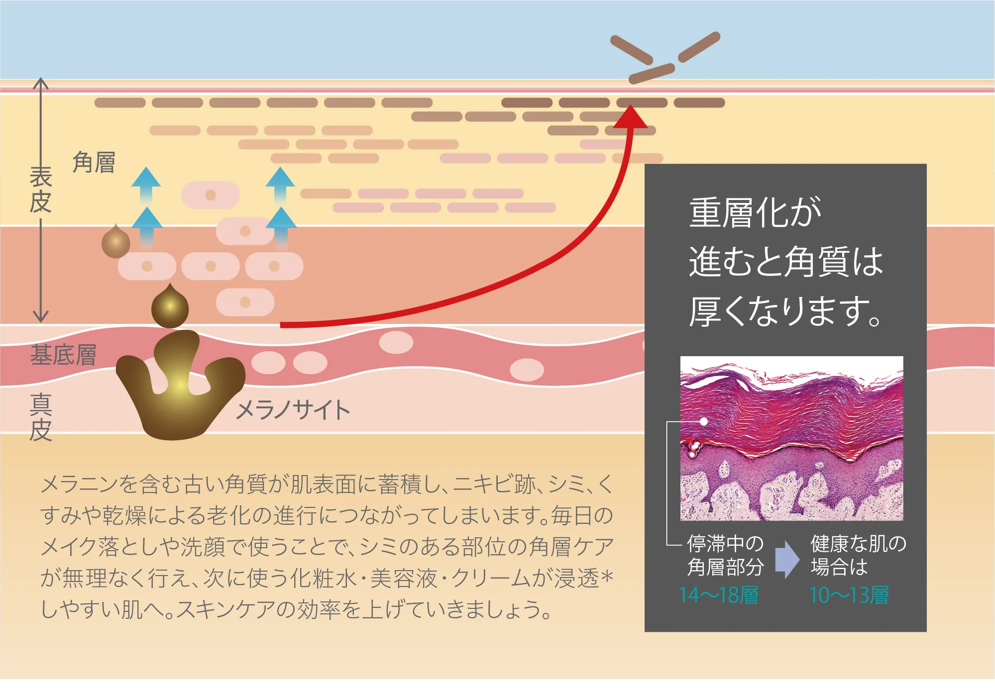 スキンケアの効率をあげる化粧水、美容液、クリームをご案内します