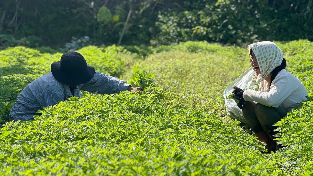 沖縄の暮らしに根づくフーチバー
