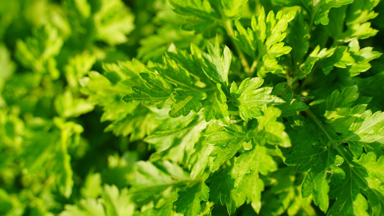 よもぎの世界観イメージ