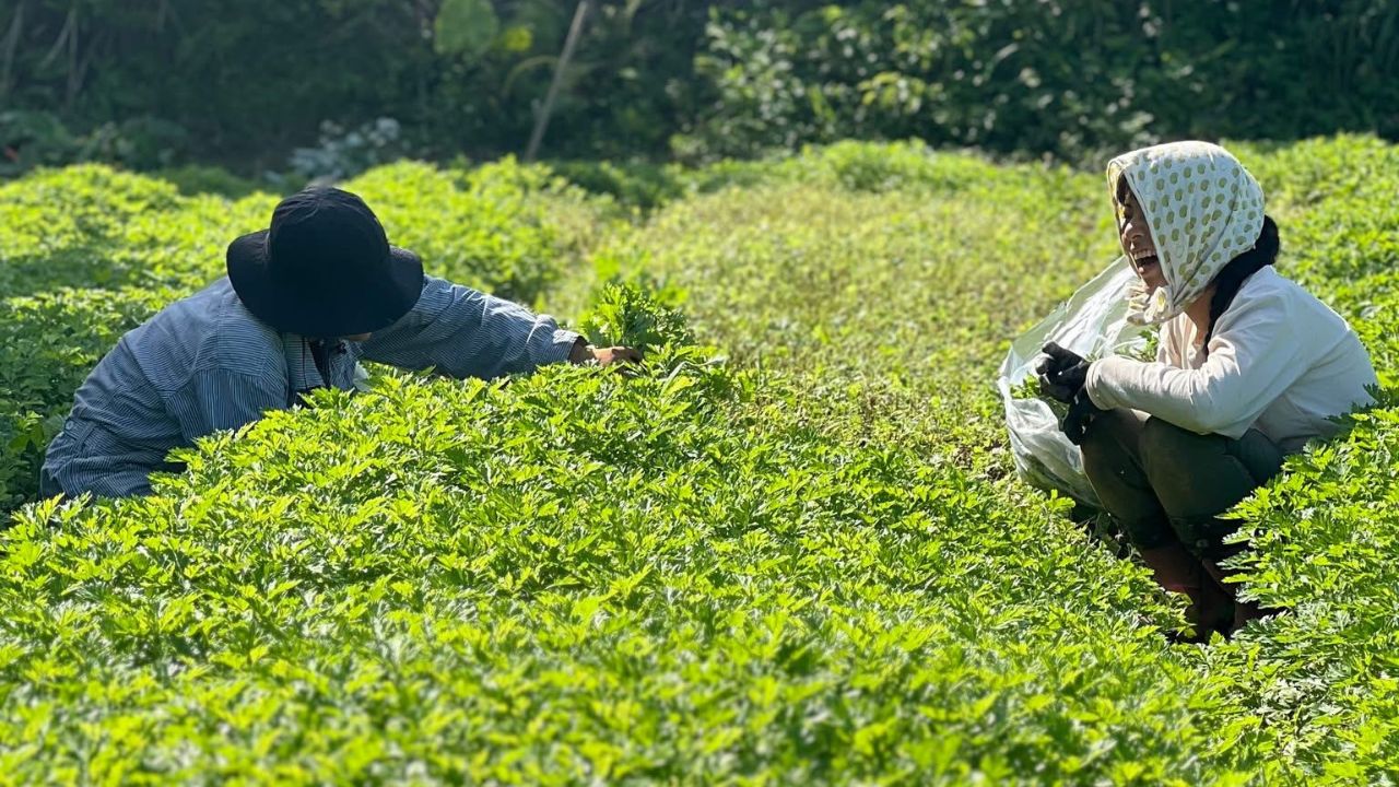 神草のイメージ