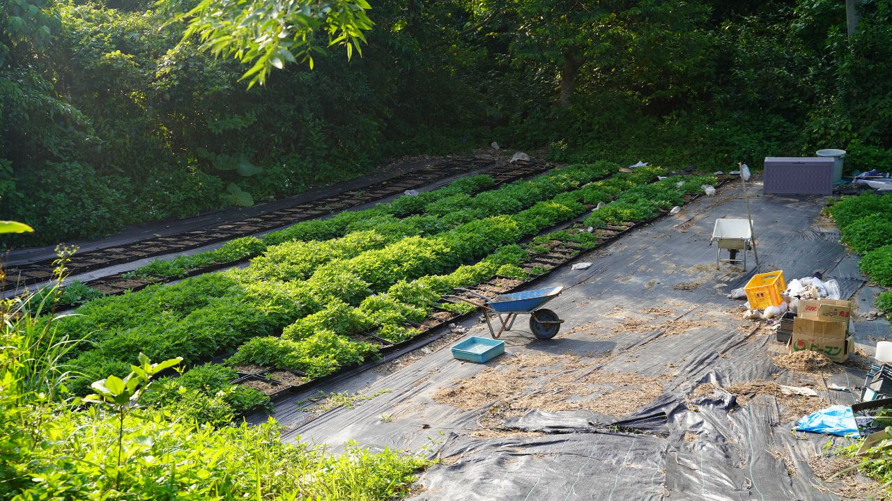 沖縄やんばるの青よもぎ