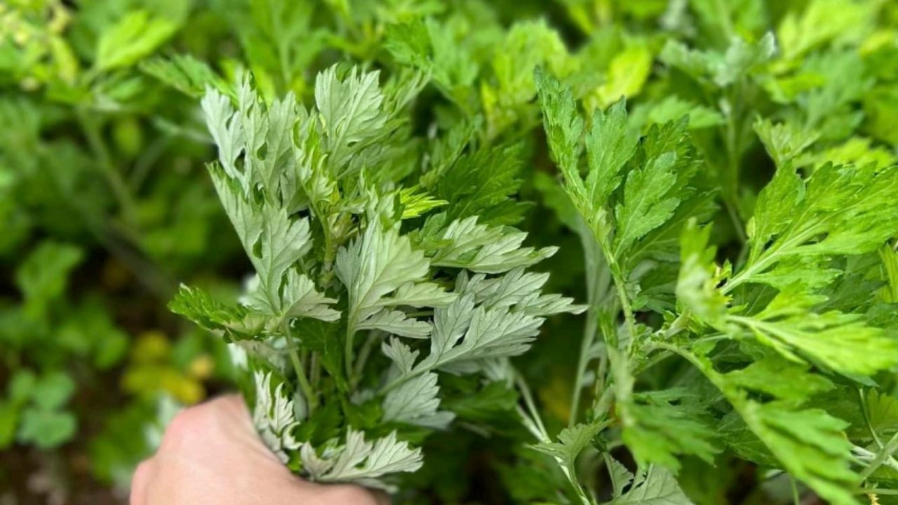 青よもぎを選んだ3つの理由