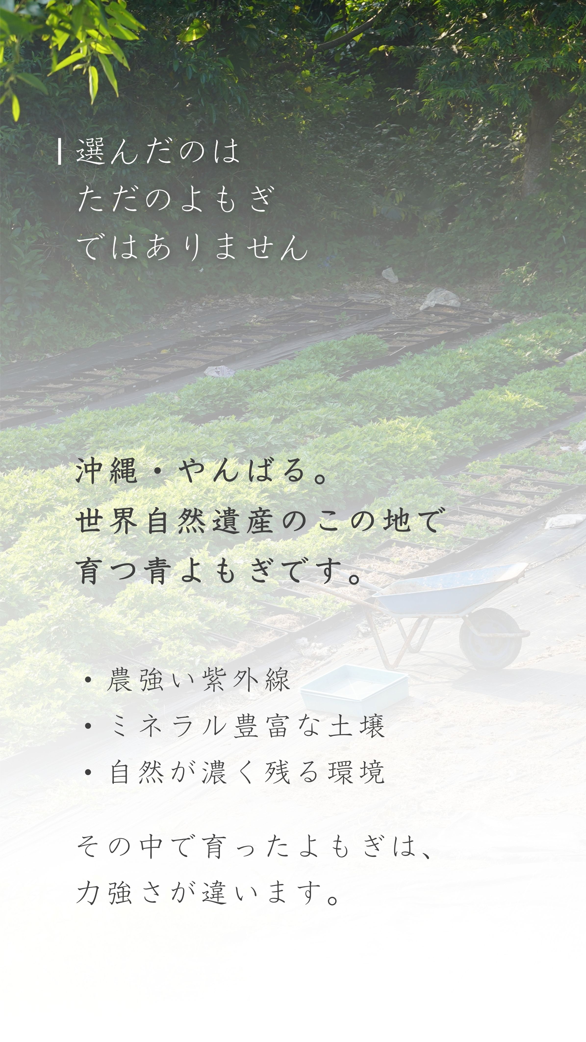 選んだのはただのよもぎではない