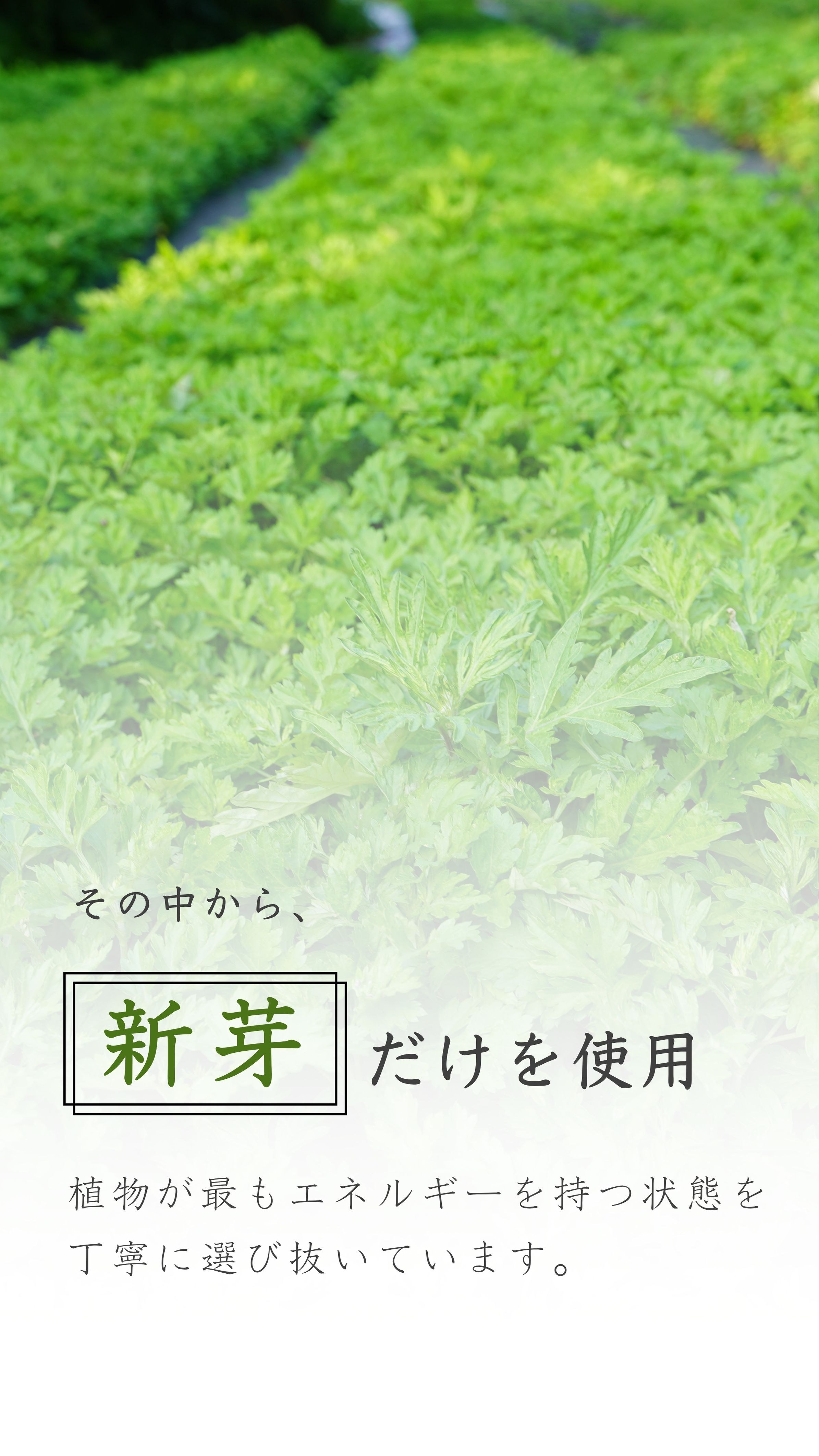 新芽