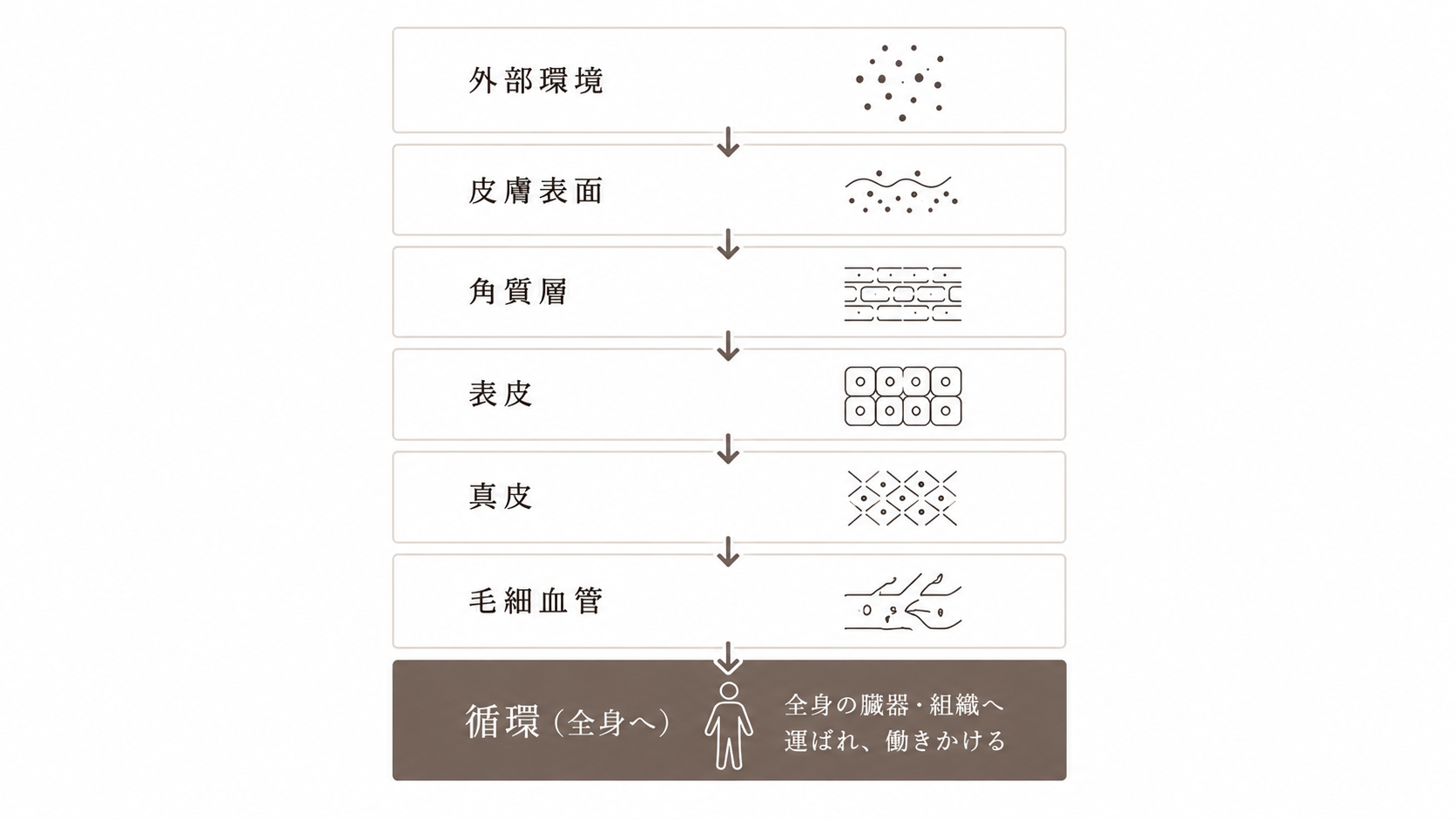 経皮吸収の概念図