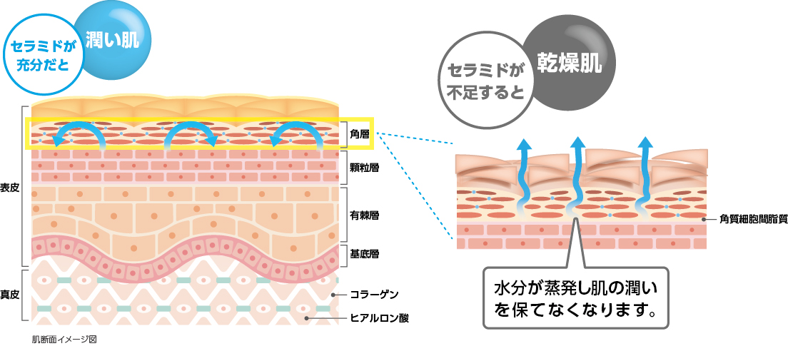 肌断面イメージ図（セラミド）
