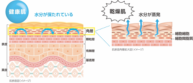 健康肌と乾燥肌の違い