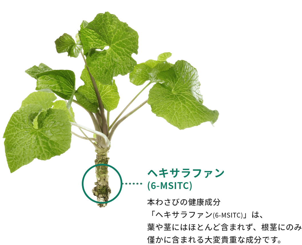 ヘキサラファン(6-MSITC)