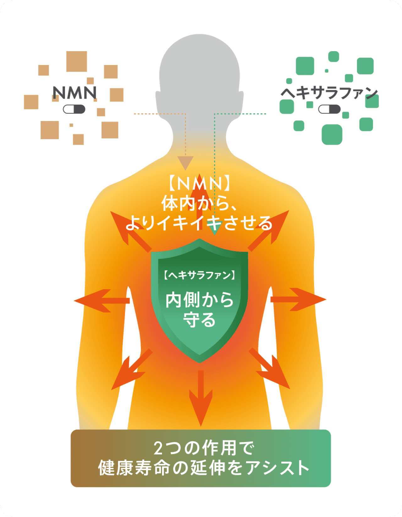 2つの作用で健康寿命の延伸をアシスト