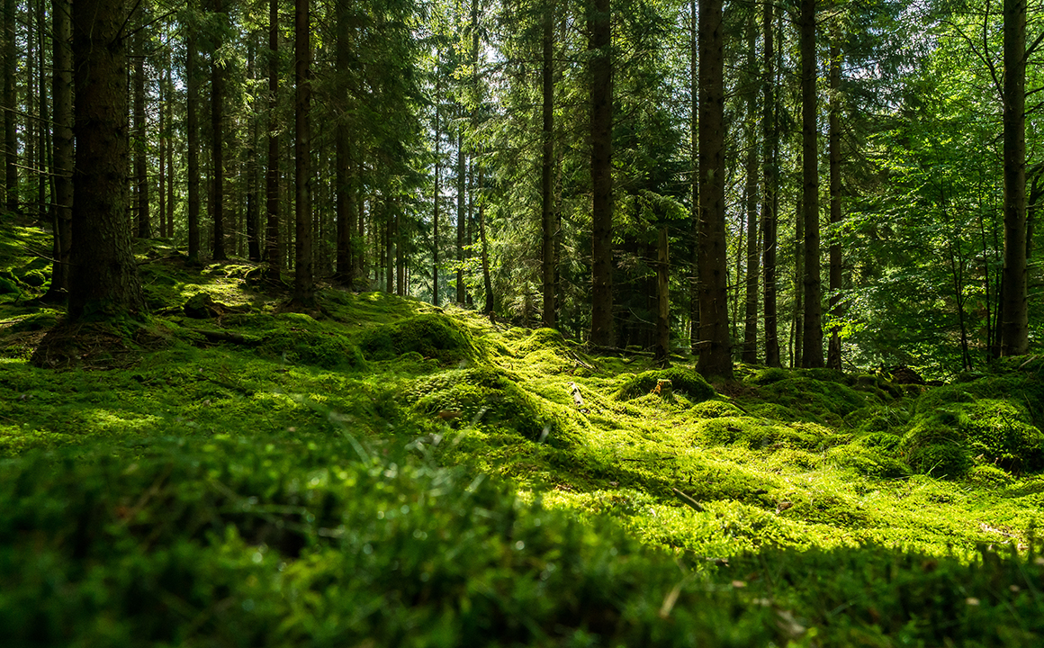 森林のイメージ