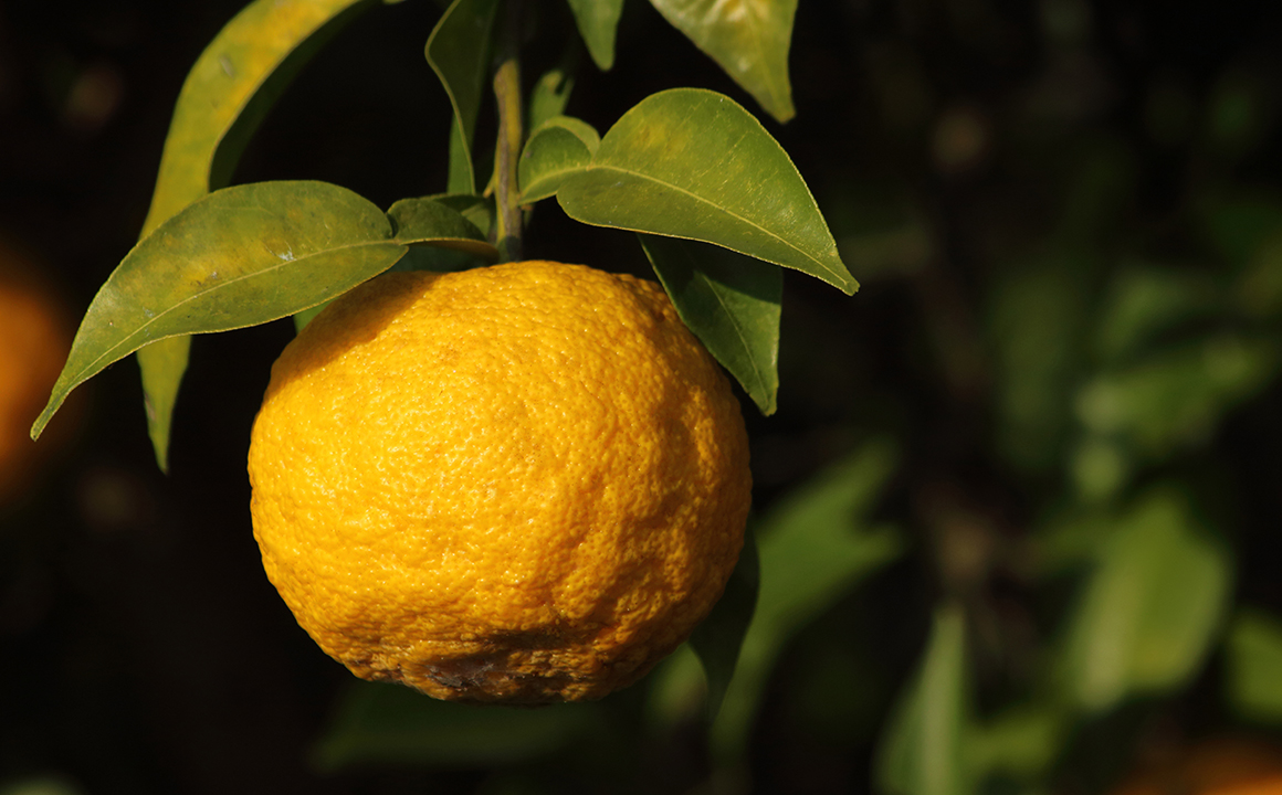 柚子のイメージ