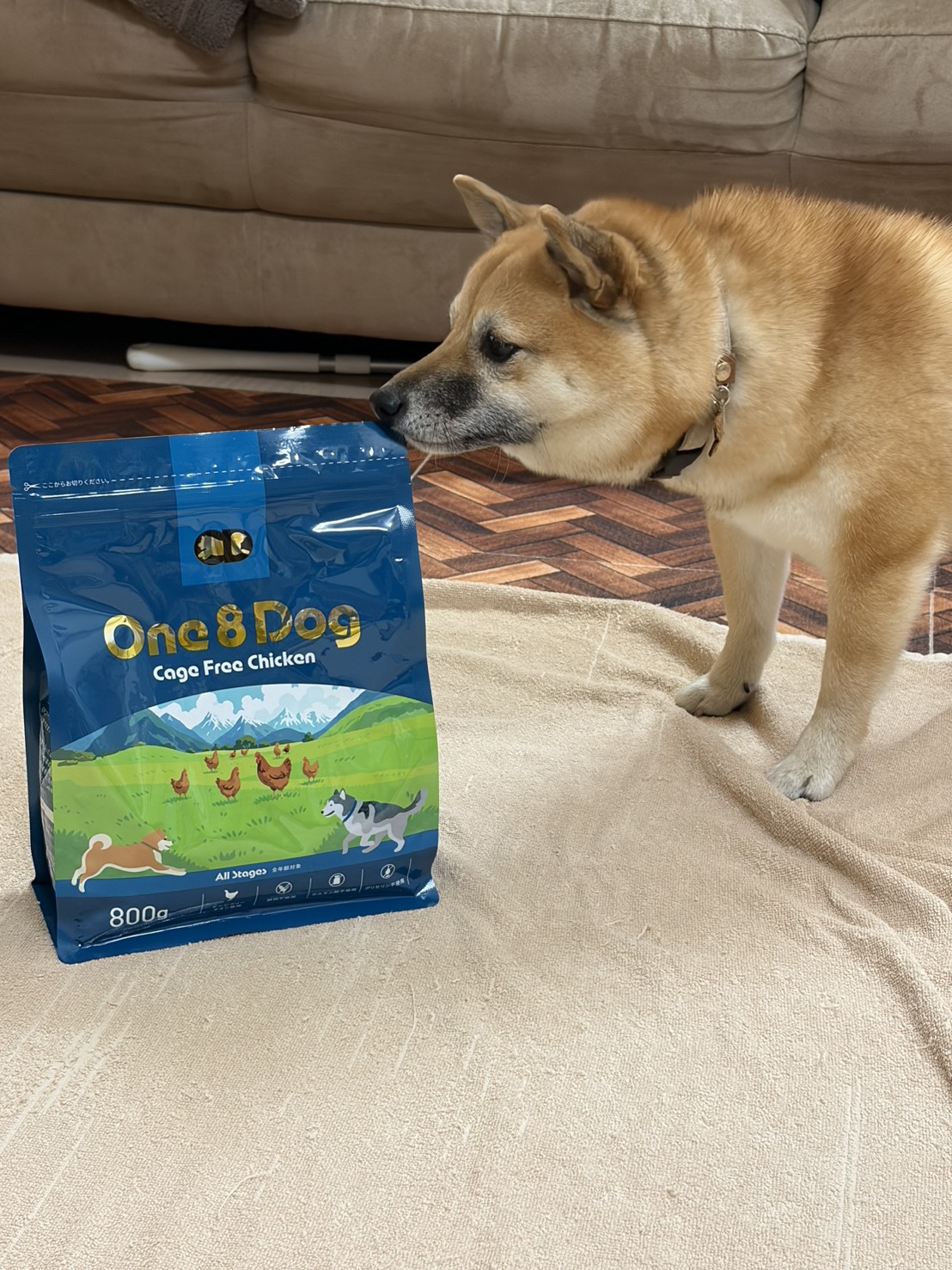 豆柴とOne8Dog