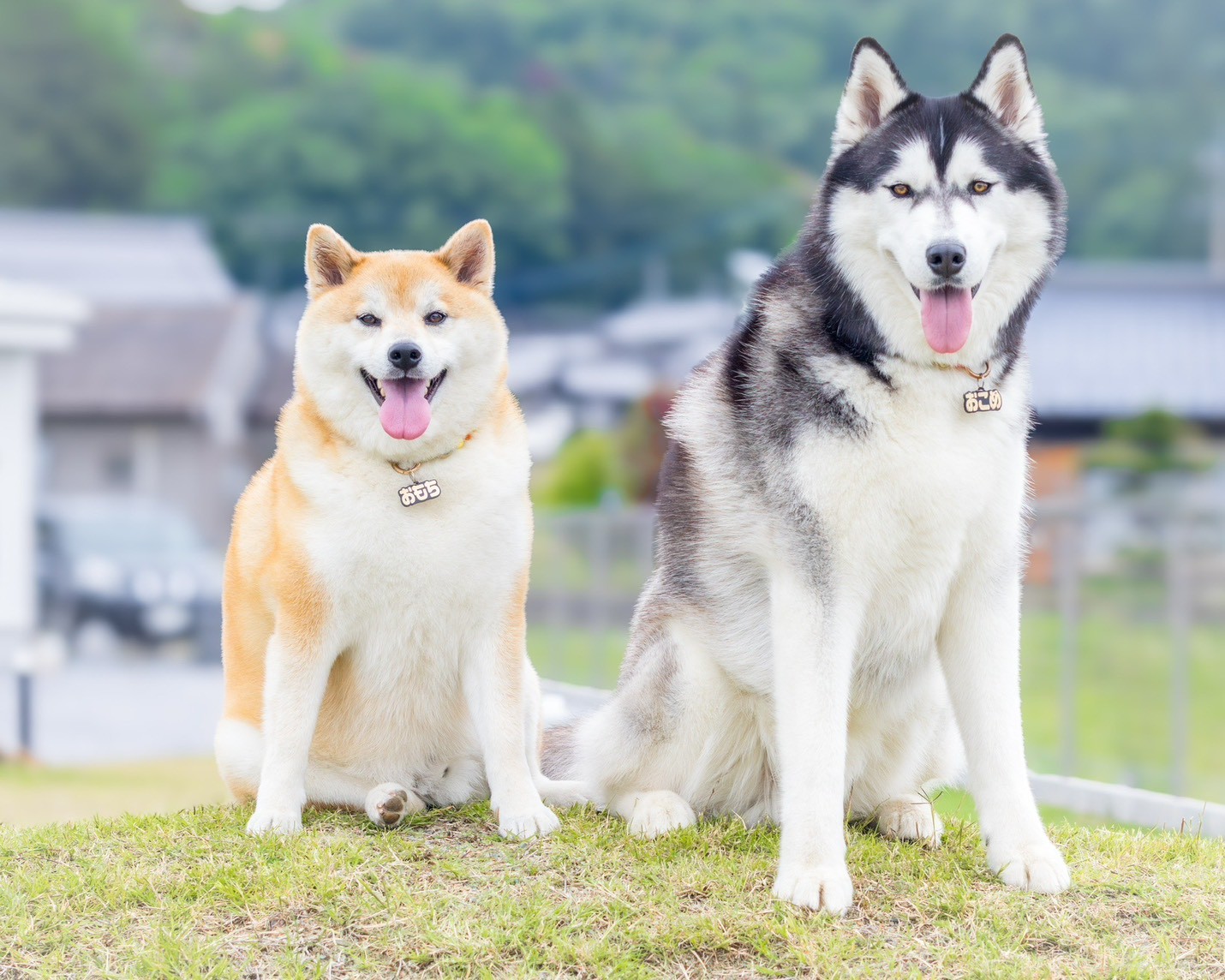 おもちとおこめ