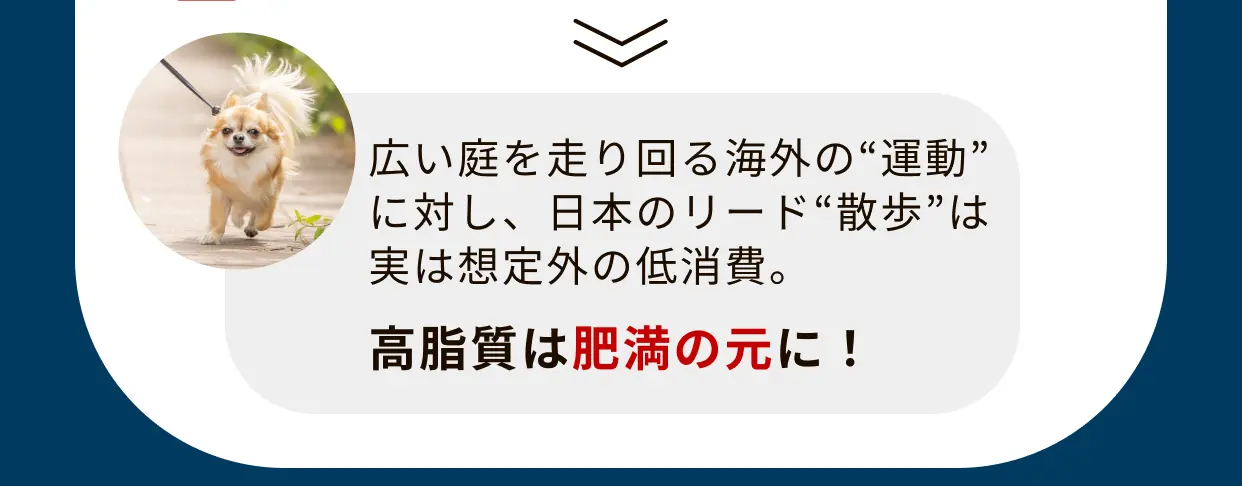 リード散歩をする小型犬 日本の室内犬は運動量が少なく高脂質は肥満の元に