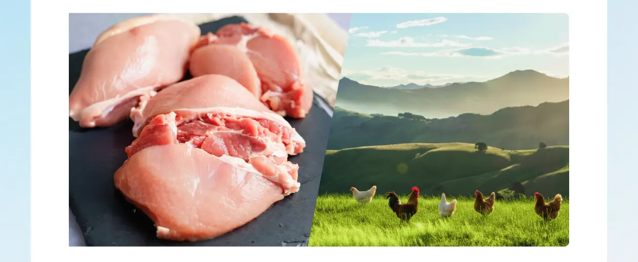 新鮮な鶏肉とニュージーランドの牧場で放し飼いされる鶏