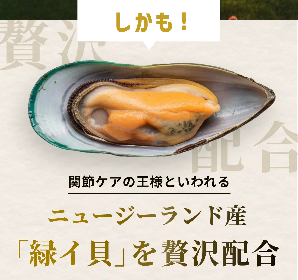 しかも！関節ケアの王様といわれるニュージーランド産「緑イ貝」を贅沢配合