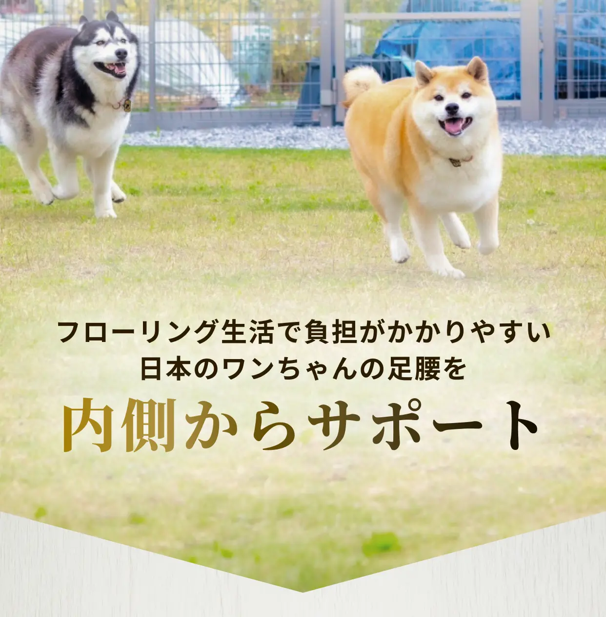 芝生を走るハスキー犬と秋田犬 フローリング生活で負担がかかりやすい日本のワンちゃんの足腰を内側からサポート