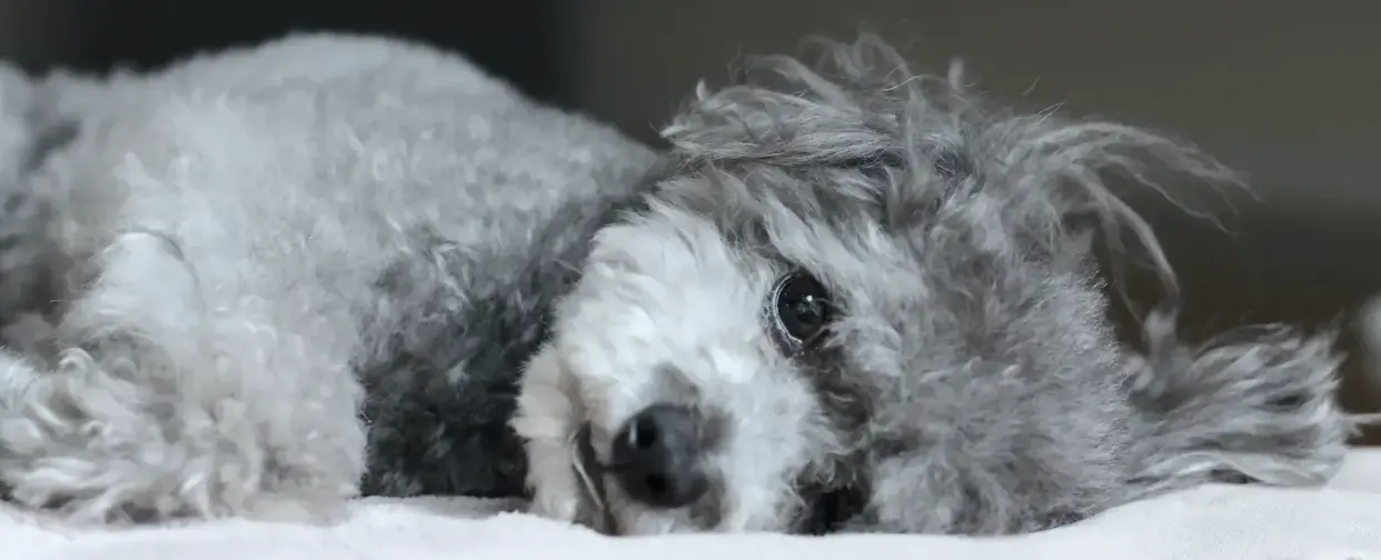 横たわるグレーのプードル犬
