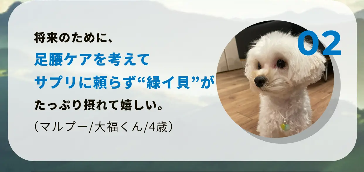 02 将来のために、足腰ケアを考えてサプリに頼らず"緑イ貝"がたっぷり摂れて嬉しい。(マルプー/大福くん/4歳)